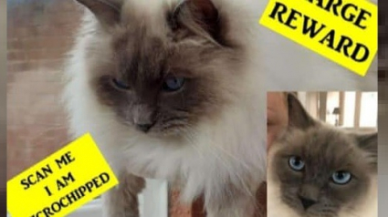 Illustration : Un chat Ragdoll volé chez ses maîtres, retrouvé un an plus tard sans sa puce d’identification