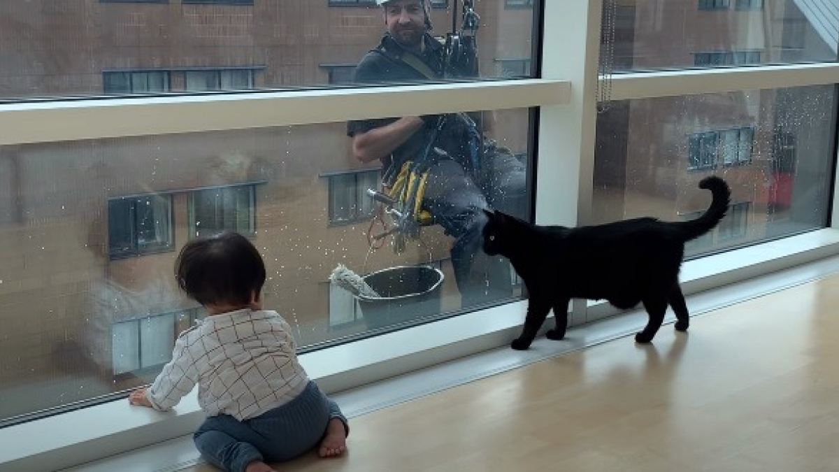 Illustration : "La vidéo touchante d’un bébé et d’un chat s’amusant avec des laveurs de vitres"
