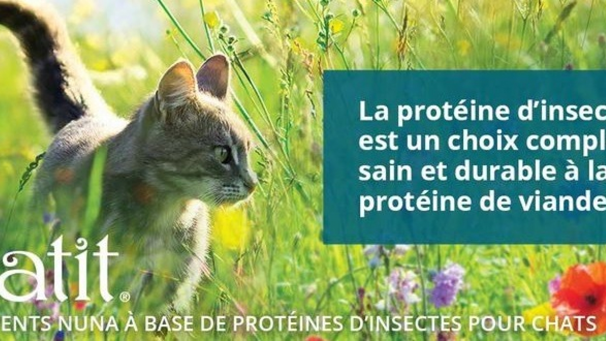 Illustration : "Catit Nuna : une nouveauté dans l’alimentation premium pour chat avec des croquettes à base de protéines durables"