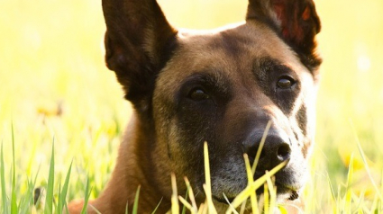 Illustration : Le chien des gendarmes retrouve un sexagénaire s’étant égaré la veille lors d’une promenade