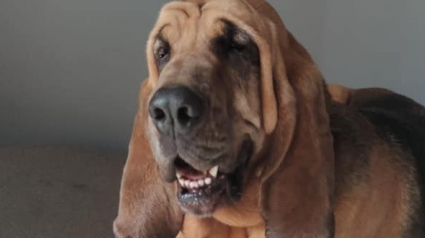 Illustration : Retraite bien méritée pour Happle, chienne des gendarmes ayant participé à un demi-millier de missions et sauvé 22 vies