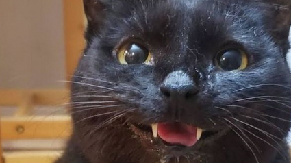 Illustration : 15 photos de chats tout sourire