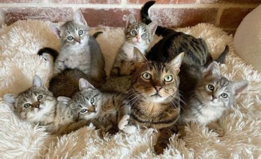 Illustration : "Un chat bienveillant prend sous son aile tous les chatons que sa mère adoptive recueille (vidéo)"