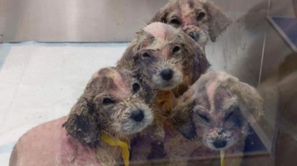 Illustration : Un homme découvre des chiots abandonnés au milieu des bois dans un état catastrophique. Leur vie ne tient qu’à un fil