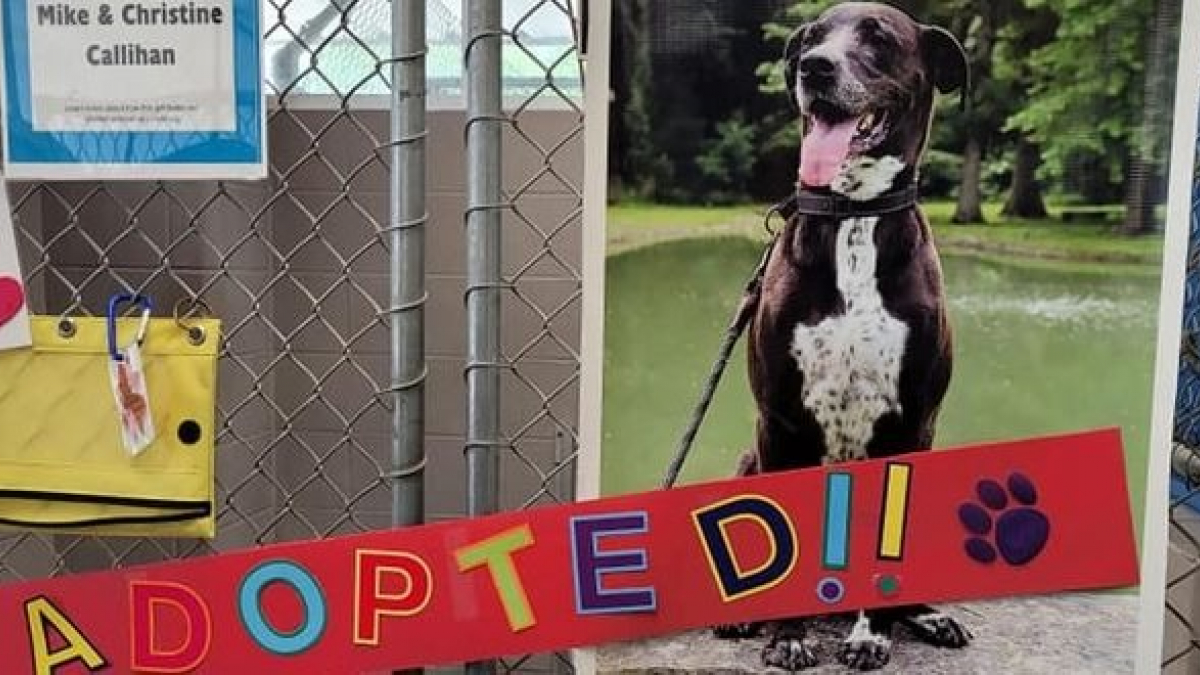 Illustration : "La fin de l’attente pour ce chien sénior qui vivait au refuge depuis 7 ans, dans l’espoir qu’on s’intéresse à lui"