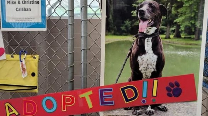 Illustration : La fin de l’attente pour ce chien sénior qui vivait au refuge depuis 7 ans, dans l’espoir qu’on s’intéresse à lui