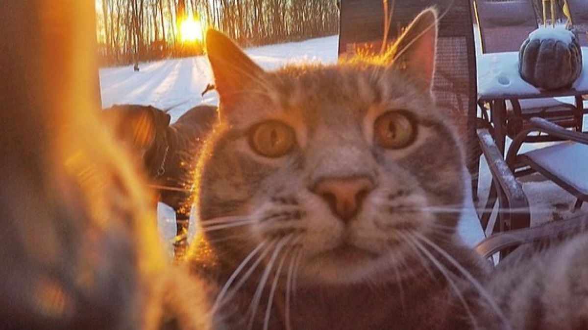 Illustration : "8 photos d’un chat amateur de selfies"