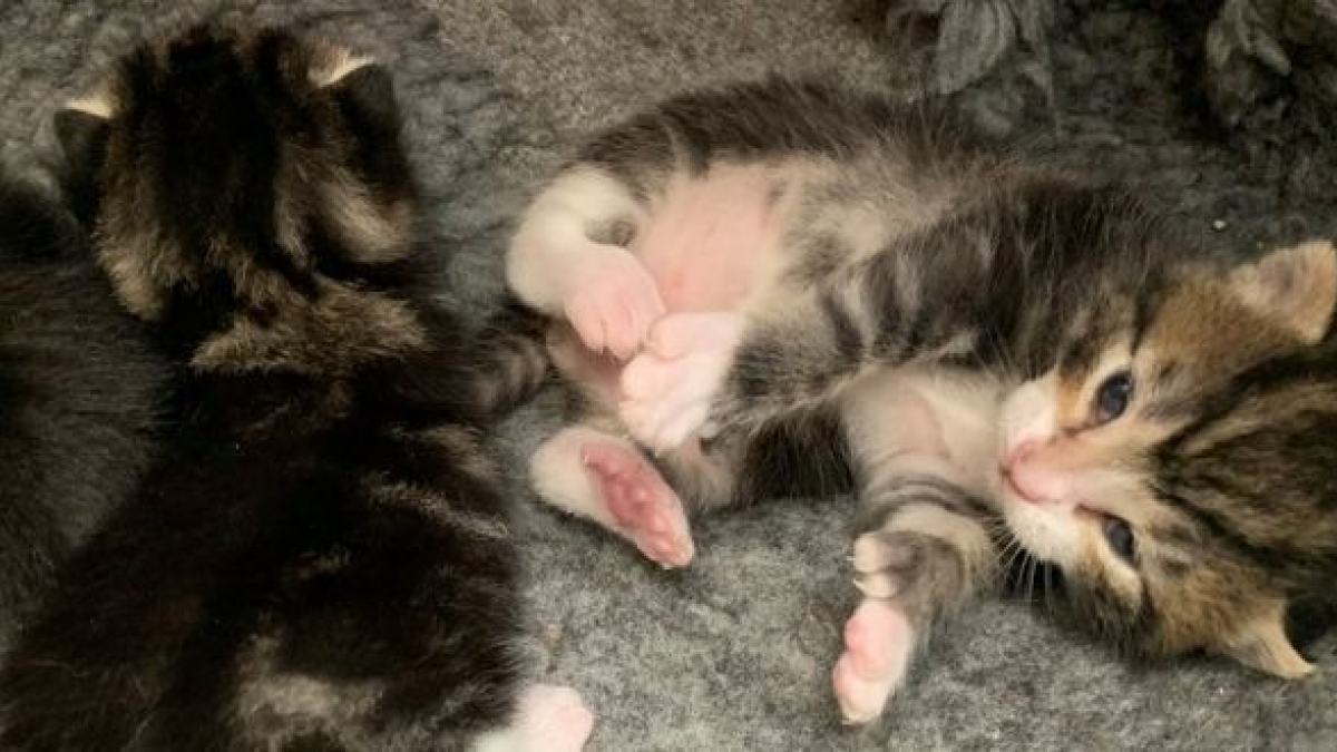 Illustration : "Les bénévoles d’un refuge surpris lorsqu’une chatte errante donne naissance à des chatons polydactyles"