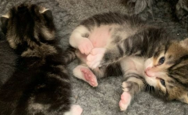 Illustration : "Les bénévoles d’un refuge surpris lorsqu’une chatte errante donne naissance à des chatons polydactyles"