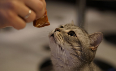 Illustration : "Qu’est-ce que le Raw Feeding pour chat ?"