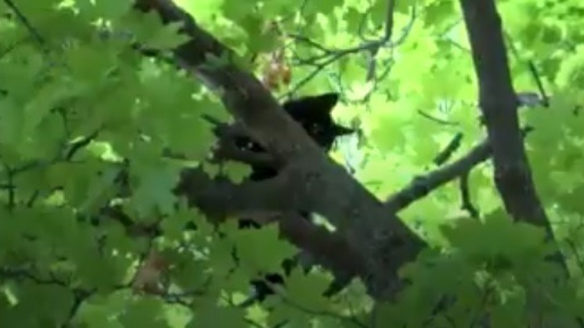 Illustration : "Un homme passe la nuit sous la pluie au pied de l’arbre où son chat restait coincé, attendant désespérément l’arrivée des secours"