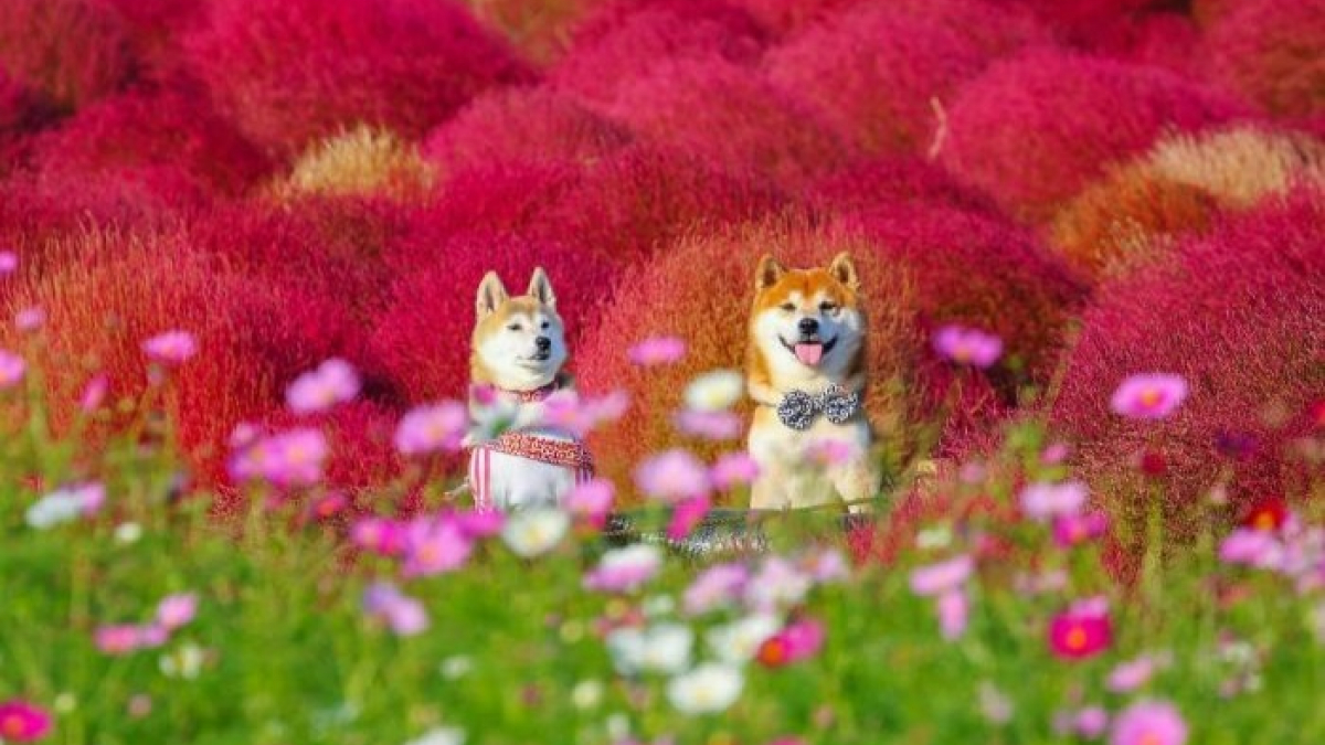 Illustration : "19 photos d’un Shiba Inu haut en couleur au milieu des fleurs"