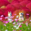 Illustration : 19 photos d&rsquo;un Shiba Inu haut en couleur au milieu des fleurs