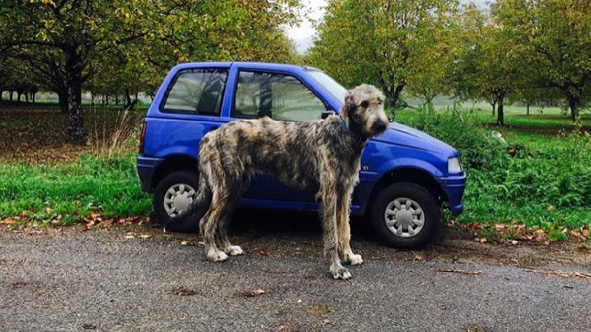 Illustration : "20 photos d’Irish Wolfhounds qui vous impressionneront par leur taille"