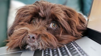 Illustration : Voici les 10 races de chiens les mieux adaptées au télétravail de leurs maîtres, d’après une nouvelle étude