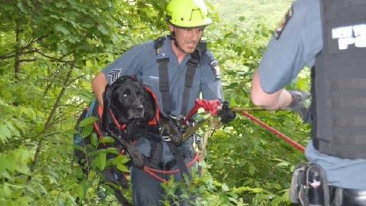 Illustration : "Les pompiers au secours d’un chien victime d’une chute de 60 mètres en pleine forêt"