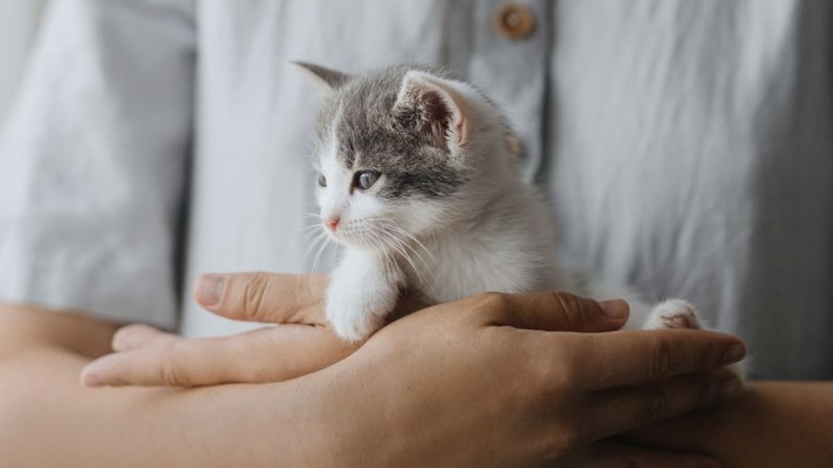 Illustration : "Donner son chaton : que dit la loi ?"