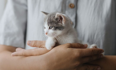 Illustration : "Donner son chaton : que dit la loi ?"