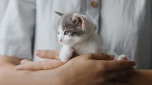 Illustration : "Donner son chaton : que dit la loi ?"