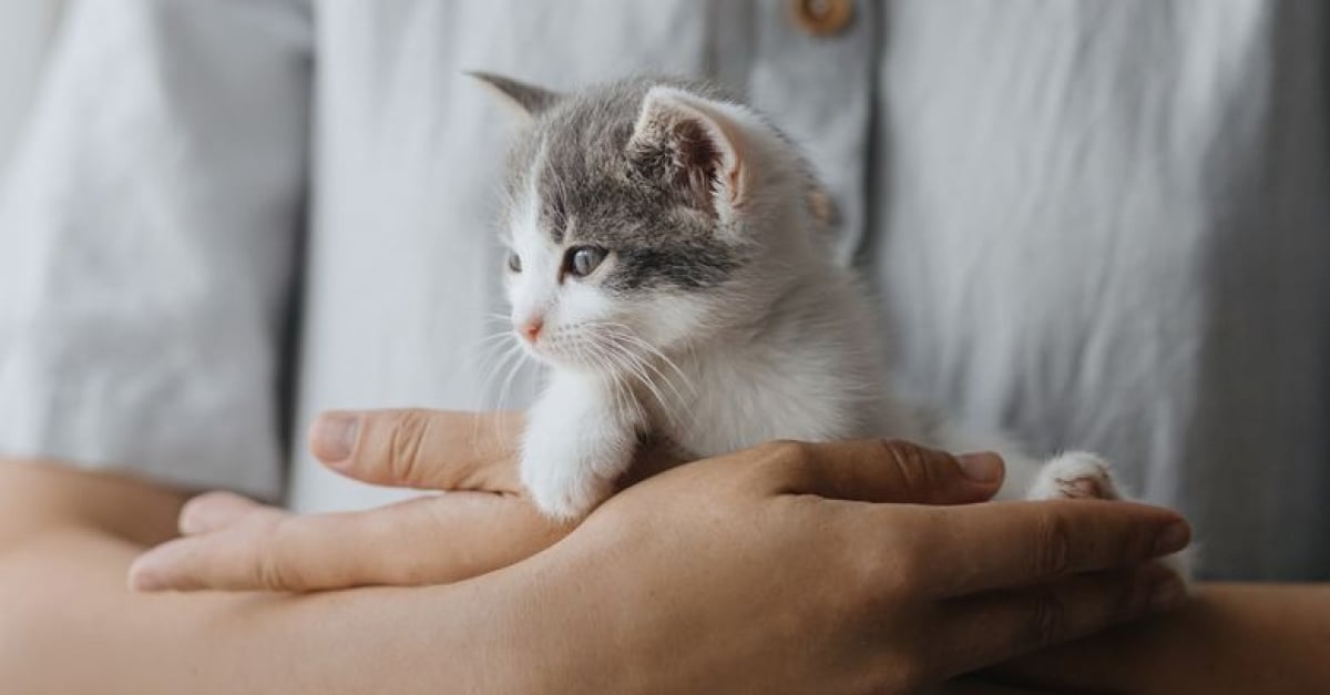 Donner Son Chaton Que Dit La Loi