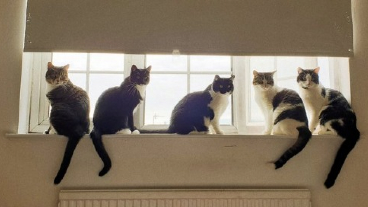 Illustration : "15 photos illustrant le quotidien d’un homme et des 5 chats qu’il a adoptés "