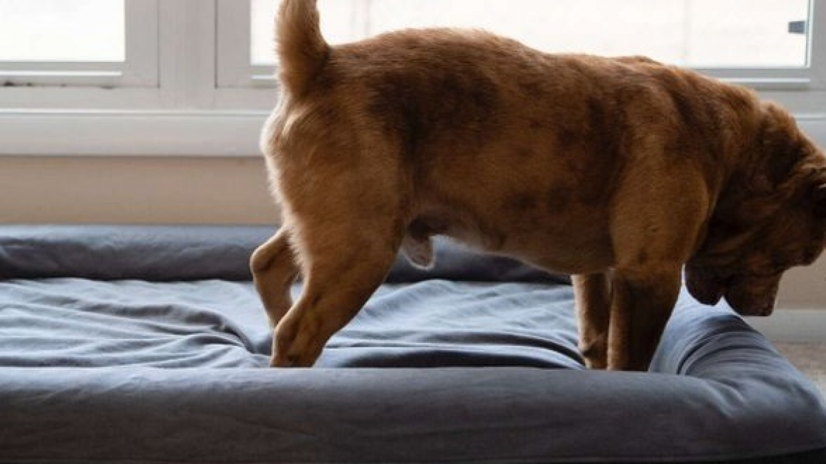 Illustration : "Enchaîné dans une cour pendant 8 ans, ce chien découvre pour la première fois de sa vie le confort d’un lit"