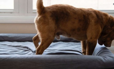 Illustration : "Enchaîné dans une cour pendant 8 ans, ce chien découvre pour la première fois de sa vie le confort d’un lit"
