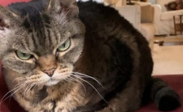 Illustration : "Une femme tente d’aider un chat jugé « inadoptable » à cause de son visage et de son caractère grincheux"