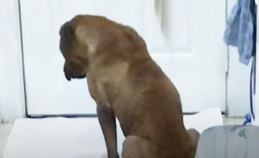 Illustration : "Un chien traumatisé par son passé reprend goût à la vie grâce à l’amitié et au soutien d’un chat "