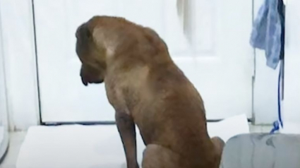 Illustration : Un chien traumatisé par son passé reprend goût à la vie grâce à l’amitié et au soutien d’un chat 
