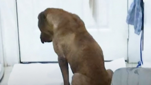 Illustration : Un chien traumatisé par son passé reprend goût à la vie grâce à l’amitié et au soutien d’un chat 