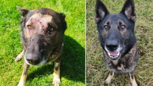 Illustration : Un chien policier poignardé à plusieurs reprises en défendant courageusement son maître lors d’une interpellation