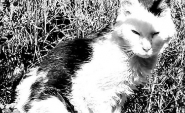 Illustration : "Olive, chat mascotte de Bercy depuis 22 ans, est décédé. Bruno Le Maire lui rend hommage"