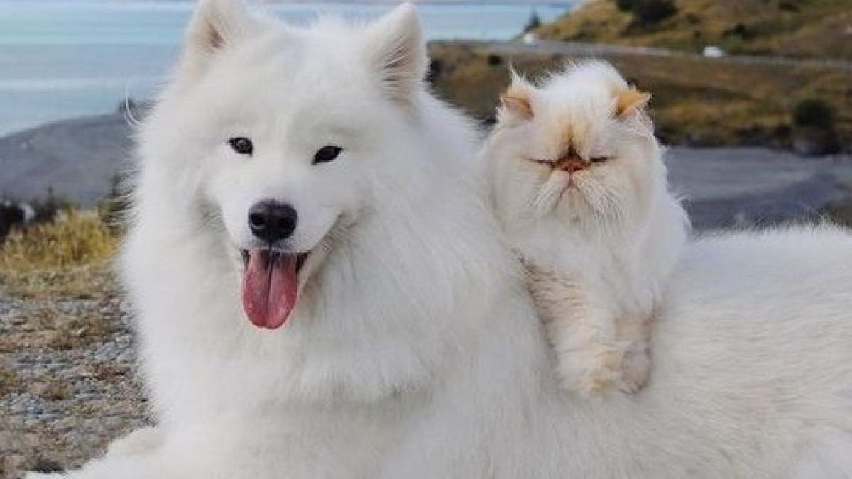 Illustration : "18 photos illustrant la belle amitié entre un chien joyeux et un chat grincheux"