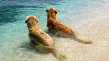 Illustration : 15 photos de chiens qui sont les meilleurs amis du monde