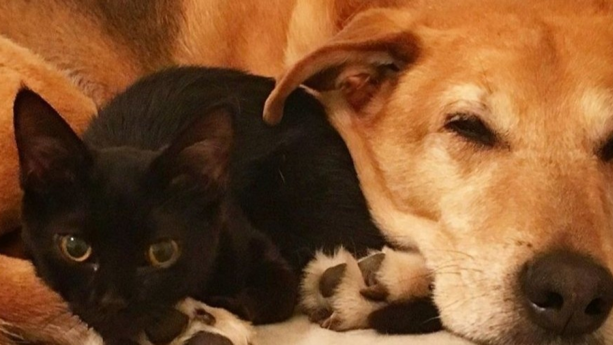 Illustration : "20 photos attendrissantes d’un chien prenant soin de chatons abandonnés"