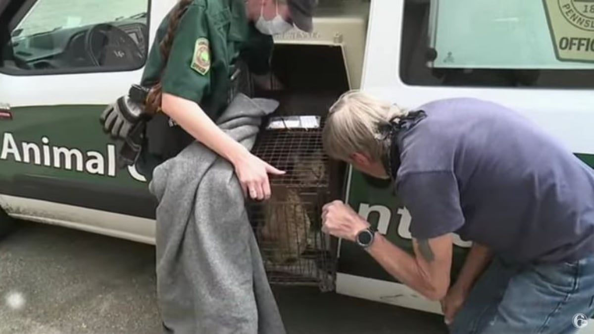 Illustration : "Un lycée évacue ses élèves après avoir vu un lynx rôder, qui se révèle en fait être un chat domestique"