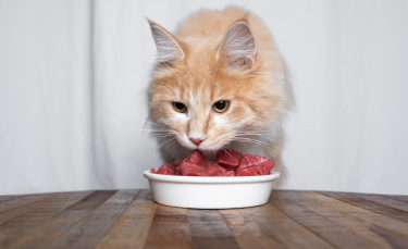 Illustration : "Les avantages et inconvénients du régime BARF pour le chat"