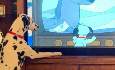 Illustration : "11 photos de chiens dans des situations improbables"