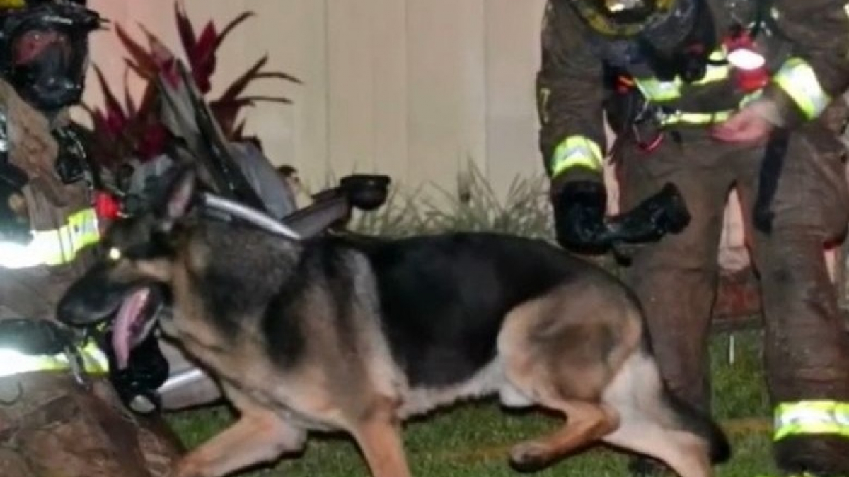 Illustration : "Un ex-chien policier fait preuve d’héroïsme en sauvant un couple et ses 2 enfants d’un incendie"