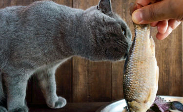 Illustration : "Les aliments naturels pour chat"