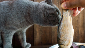 L'herbe à chat, ses avantages et inconvénients