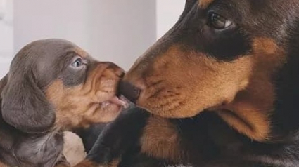 Illustration : 15 photos de chiens affectueux accros aux bisous