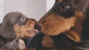 Illustration : 15 photos de chiens affectueux accros aux bisous
