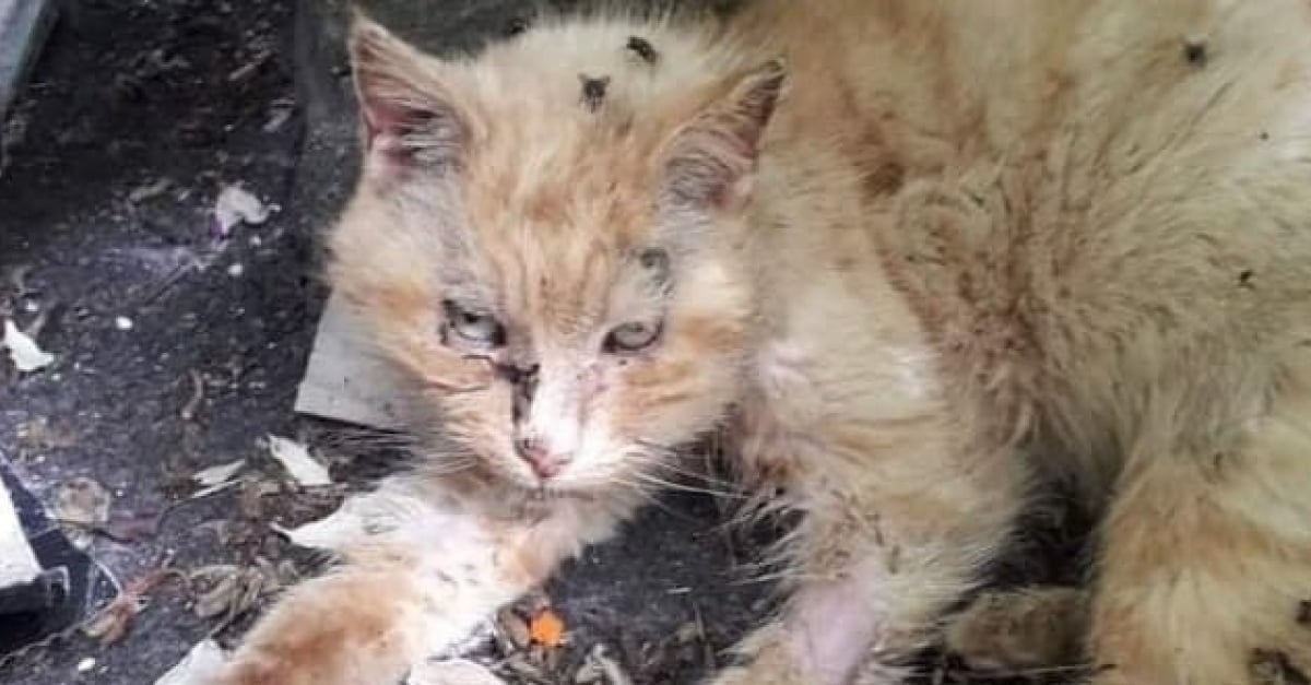 Un Chat Neglige Pendant 15 Ans Et Malade Qui Sentait La Chair En Decomposition Se Bat Pour La Vie Un Chat Neglige Pendant 15 Ans Et Malade Qui Sentait La Chair En Decomposition Se Bat Pour La Vie
