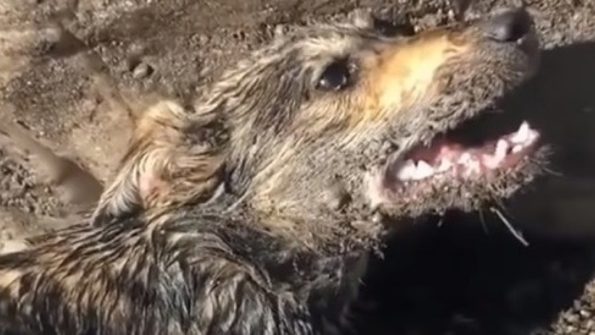 Illustration : "Un chien secouru après avoir été retrouvé paralysé et couvert de boue dans une montagne"