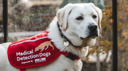Illustration : Une bénévole accueille et entraîne un chien à détecter des maladies pour sauver des vies