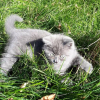 Illustration : 20 photos d’un chat au visage unique