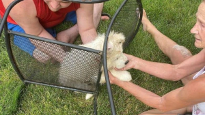 Illustration : Les pompiers à la rescousse d’un chiot qui s’est coincé la tête dans une chaise de jardin (vidéo)