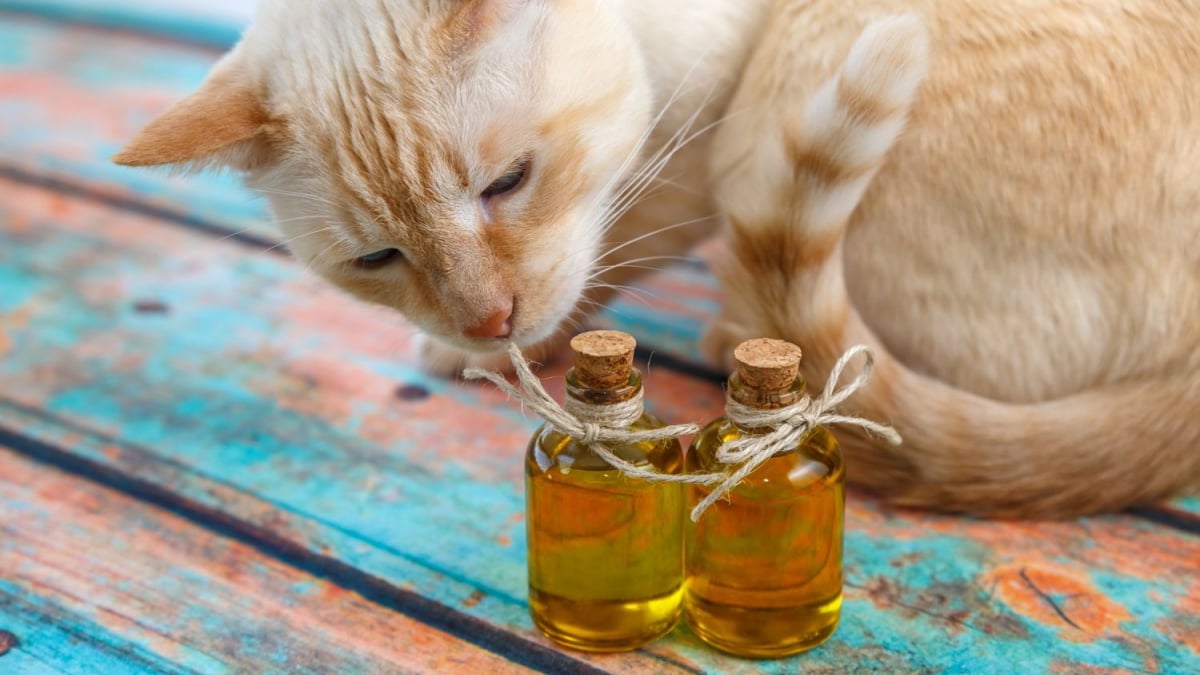 Illustration : "Les huiles et acides gras essentiels pour chat"